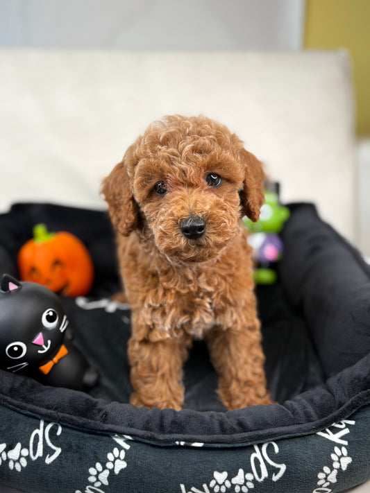 Apricot Male Toy Poodle (Deposit Only‼️Please Read The Description Below‼️)