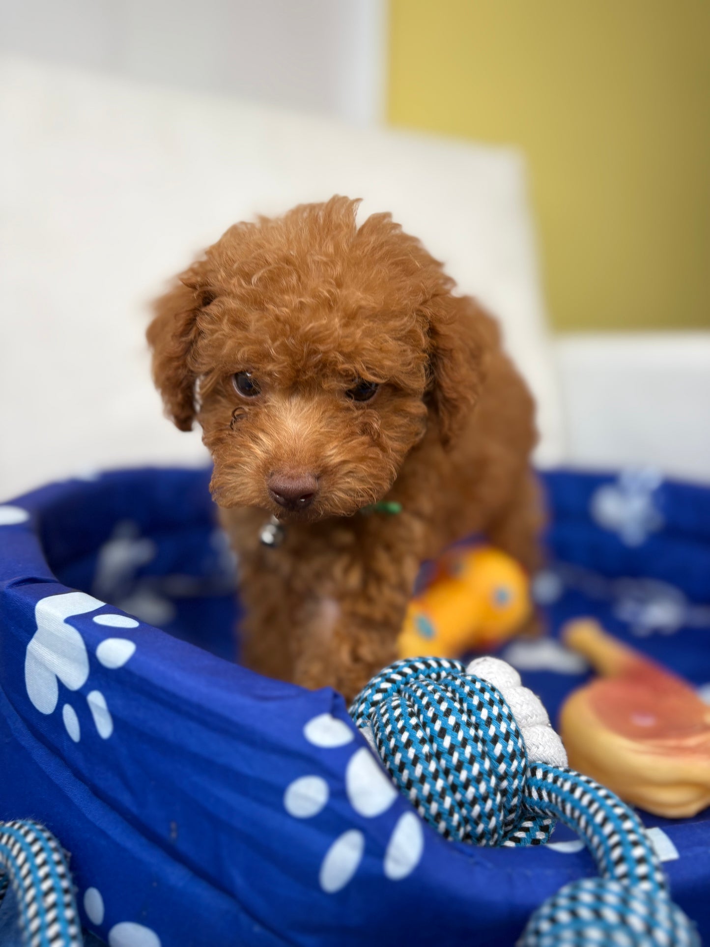 Male Teacup Poodle ‼️(Deposit Only, Please Read The Description Below‼️)