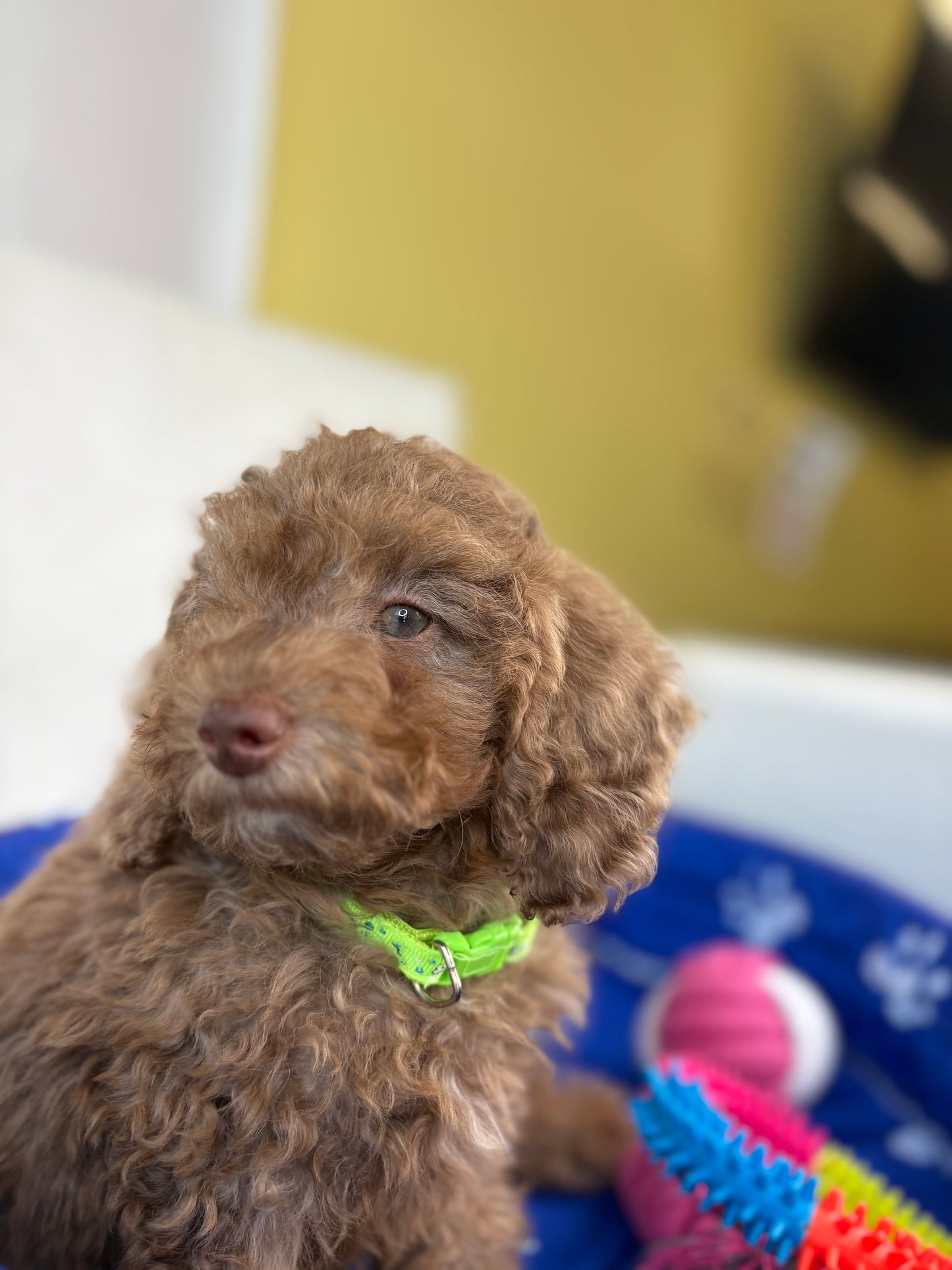 Chocolate Female Miniature Poodle (Deposit Only ‼️ Please Read The DESCRIPTION Below‼️)