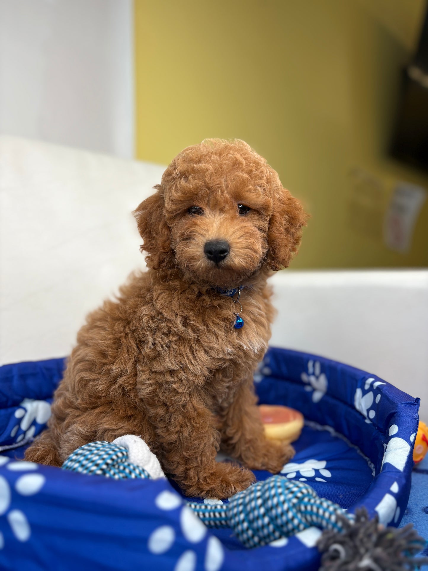 Male Apricot Toy Poodle ( Deposit Only, Please Read The DESCRIPTION Below‼️)