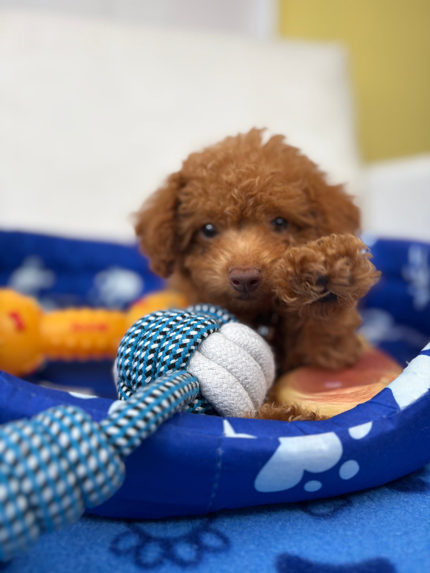 Male Teacup Poodle ‼️(Deposit Only, Please Read The Description Below‼️)