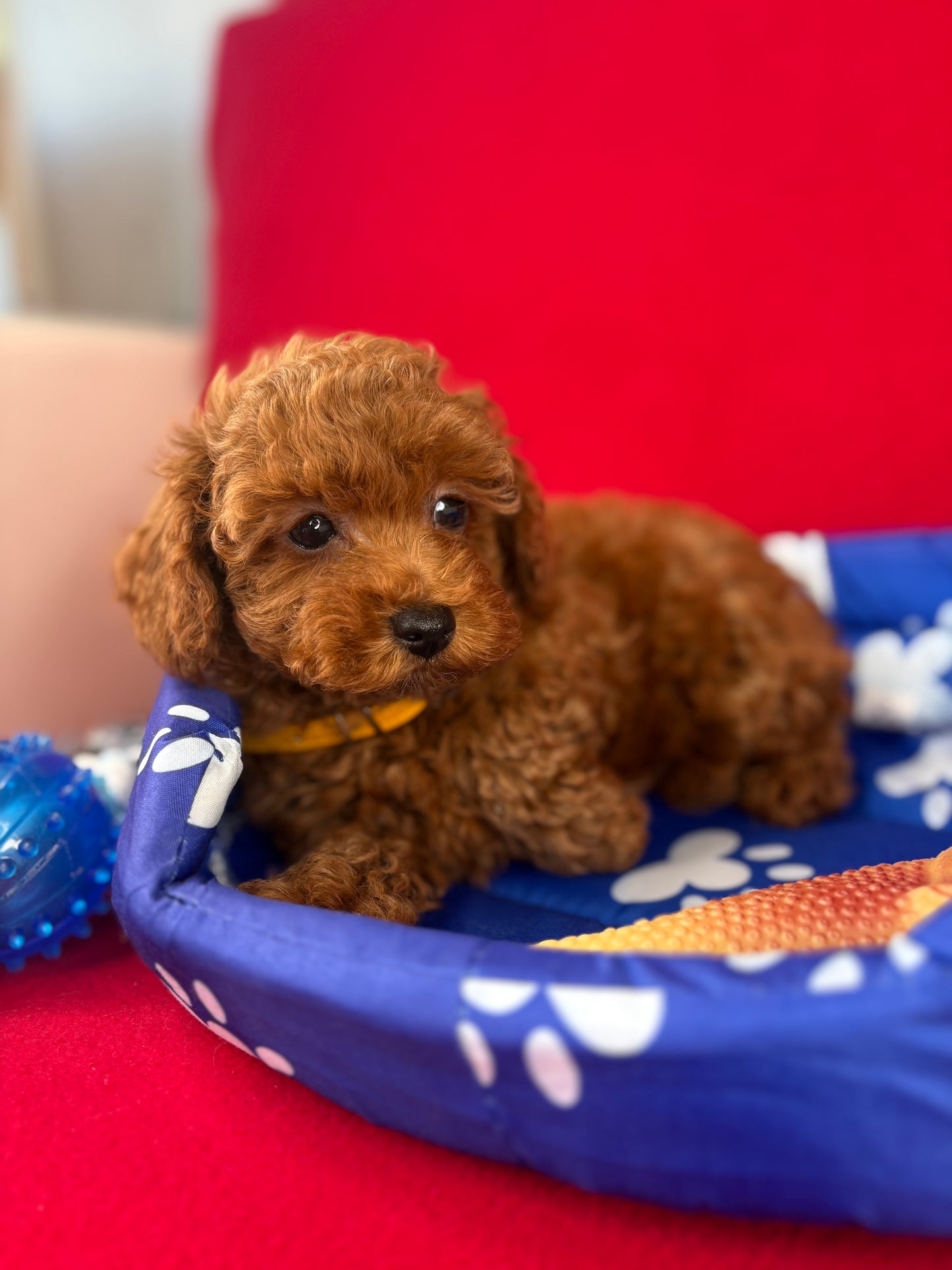 Red Male Teacup Poodle ‼️(Deposit Only ‼️ Please Read The Description Below ‼️)
