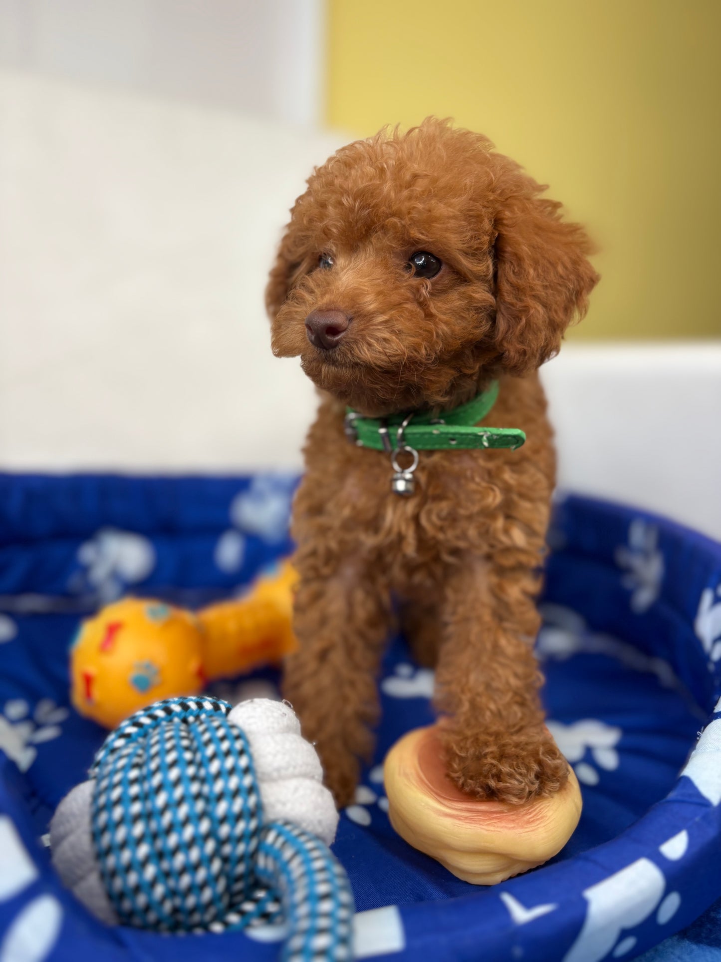 Male Teacup Poodle ‼️(Deposit Only, Please Read The Description Below‼️)