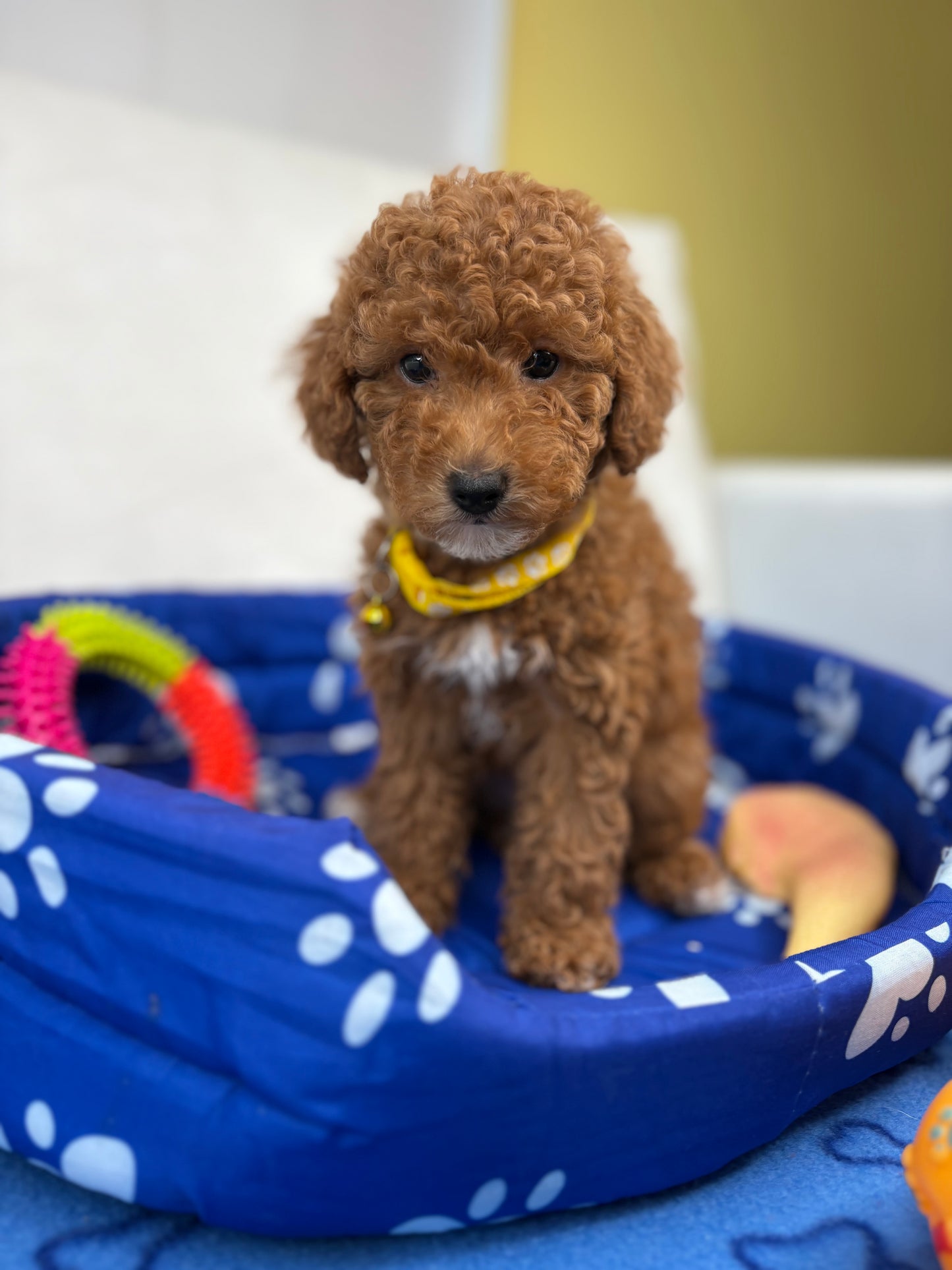 Female Toy Poodle (Deposit Only‼️Please Read The Description Below‼️)