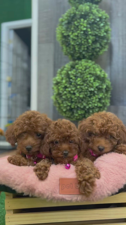 Deposit For Future Red Teacup Poodle 🐩 (Deposit Only, Please Read The Description Below‼️)