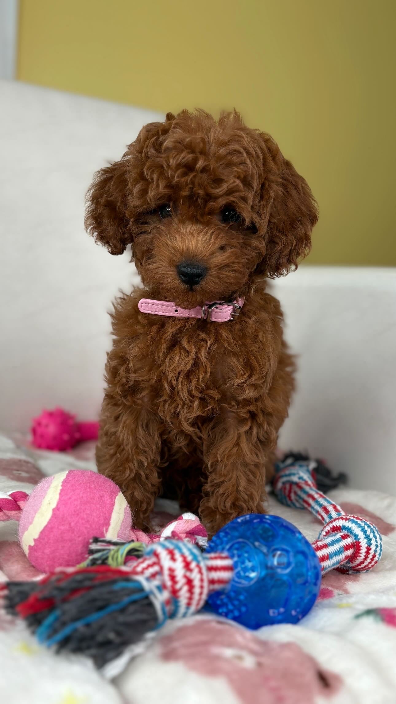 Fancy Puddle Teacup Poodles 🐩 – The Fancy Toy Poodle Store