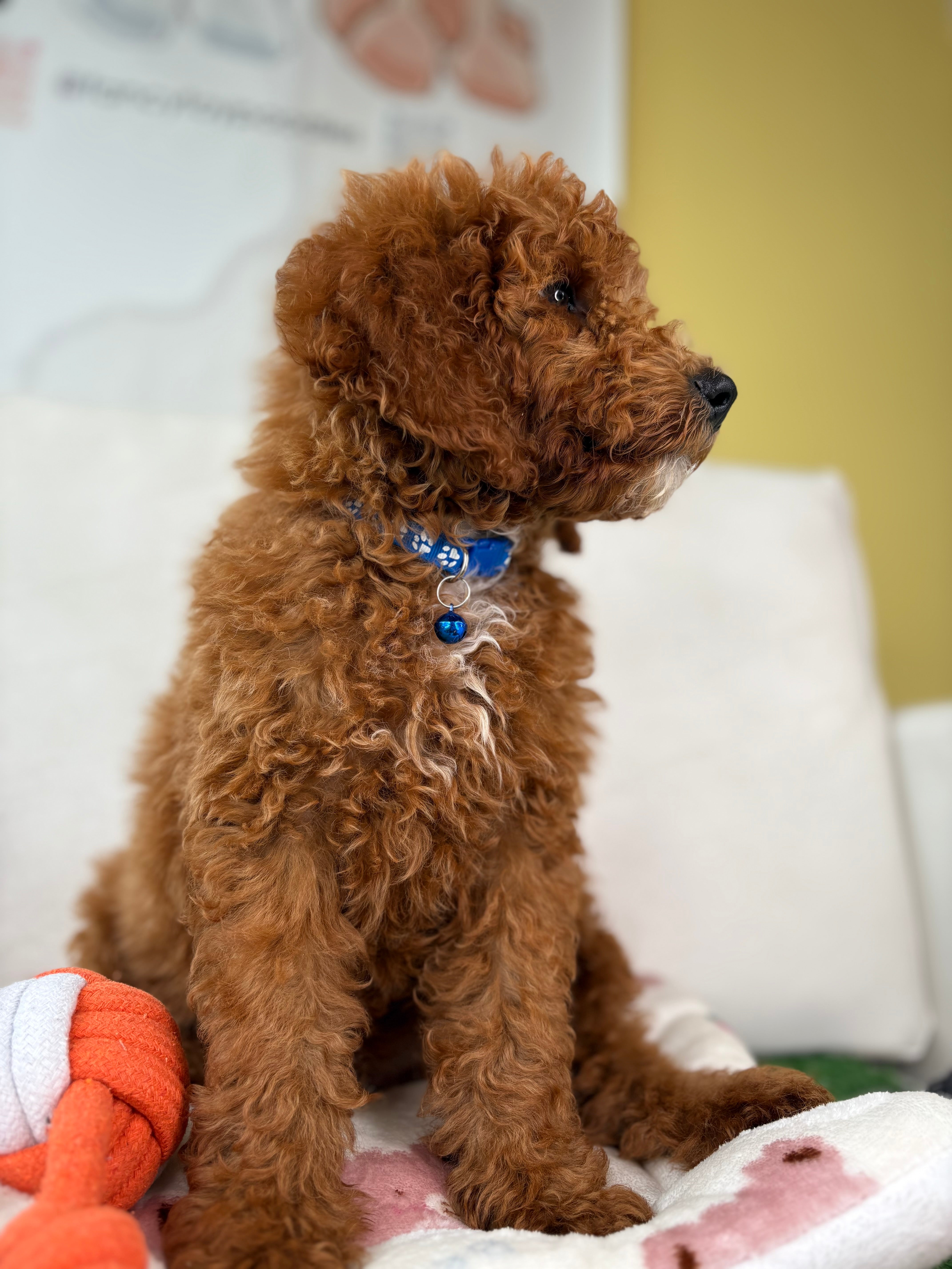 Fancy Puddle Fancy Toy Poodles | Mini, Toy & Teacup Poodle Puppies – The Fancy Toy ...