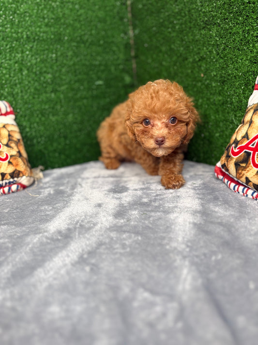 Major The Micro Poodle (Deposit Only ‼️Please Read The Description Below‼️)