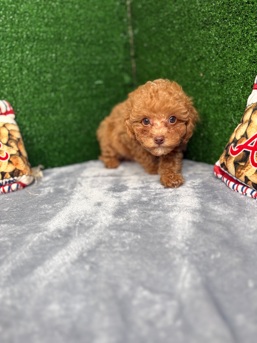 Major The Micro Poodle (Deposit Only ‼️Please Read The Description Below‼️)