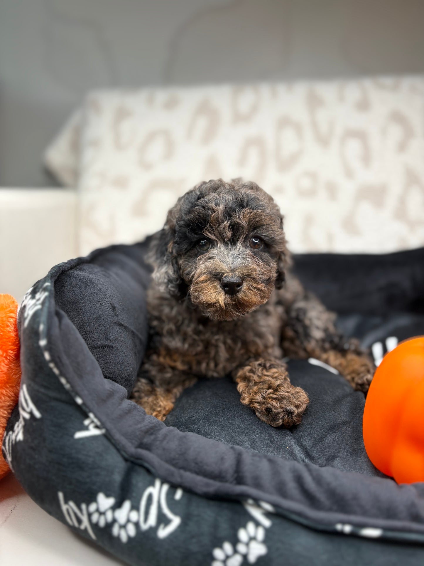 Merle Phantom Female Toy Poodle (Deposit Only‼️ Please Read The Description Below‼️)