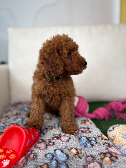 Red Male Toy Poodle (Deposit Only‼️ Please Read The DESCRIPTION Below‼️)