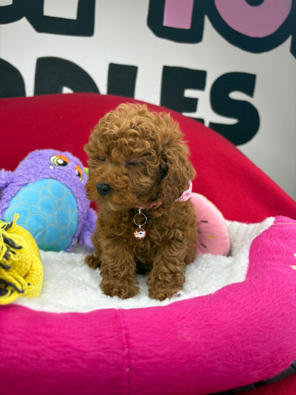 Red Male Teacup Poodle (Deposit Only‼️Please Read The Description Below‼️)