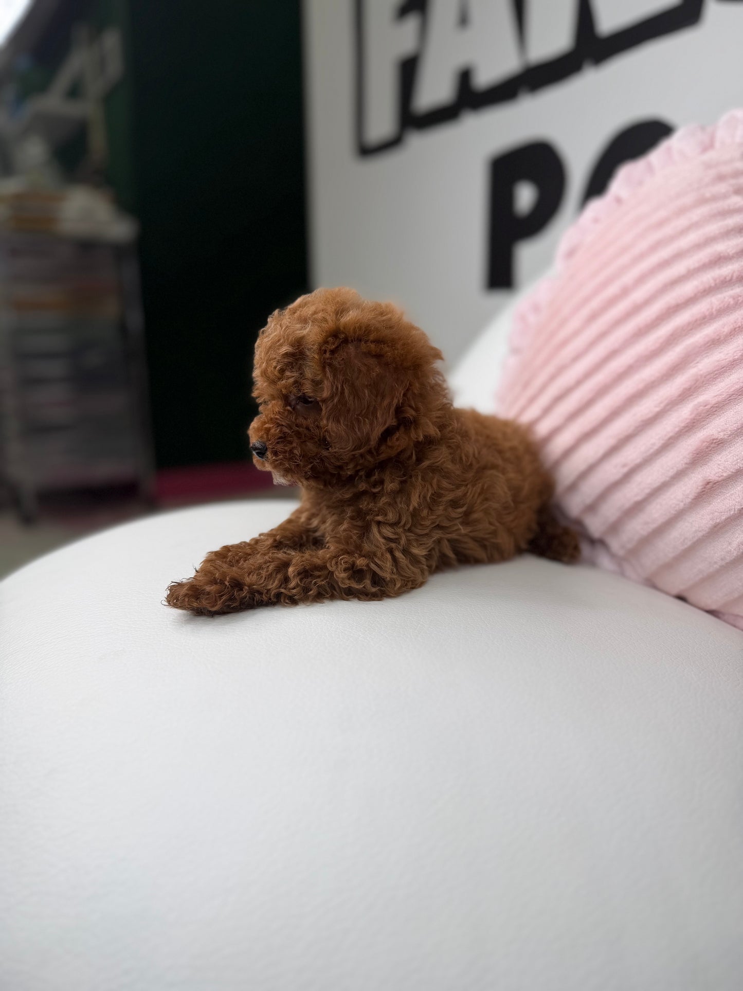 Dark Red Male Teacup Poodle (Deposit Only‼️Please Read The Description Below‼️)