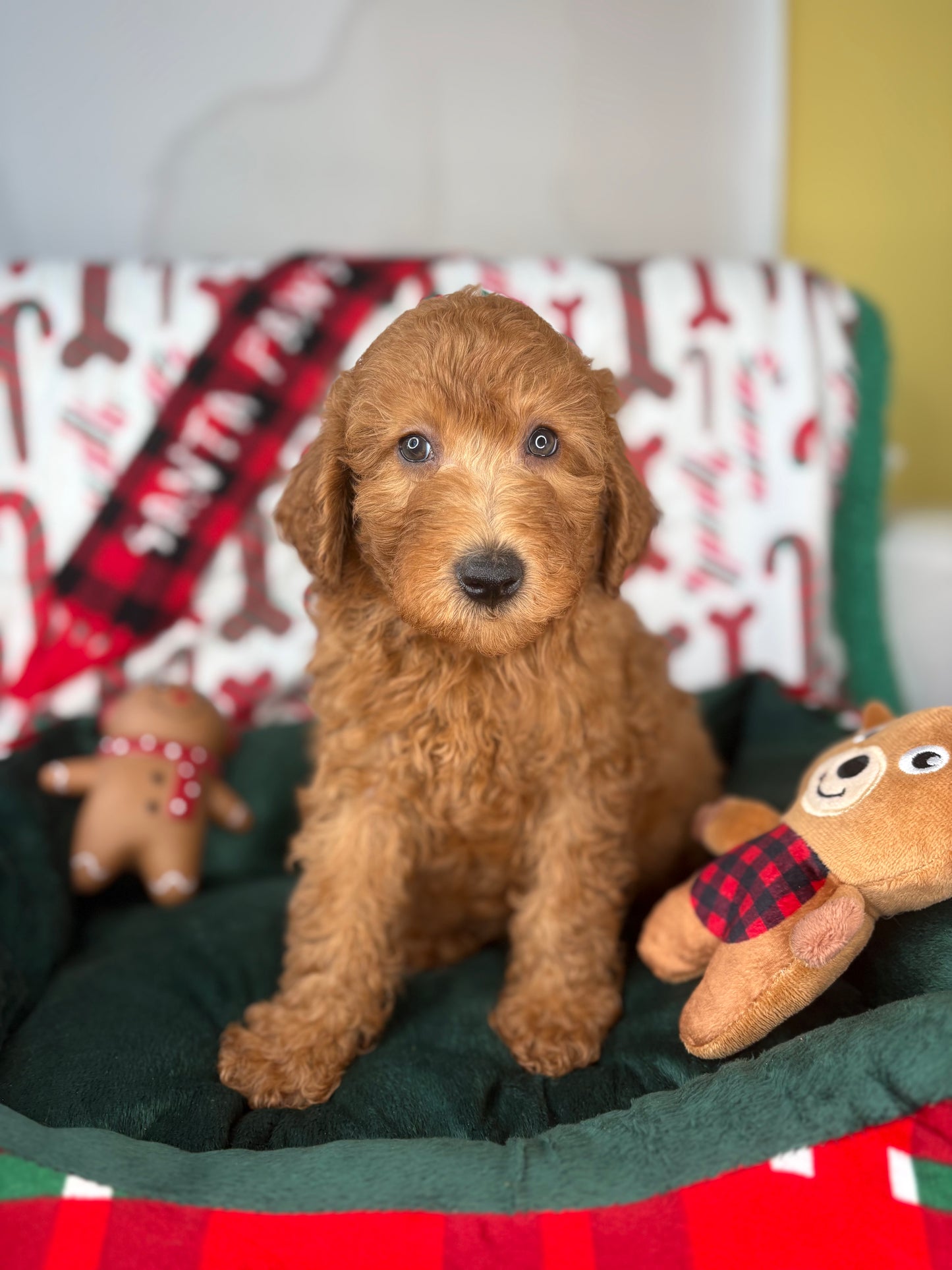 Red Male Miniature Poodle PROMOTION Pup (Deposit Only ‼️Please Read The DESCRIPTION Below‼️)