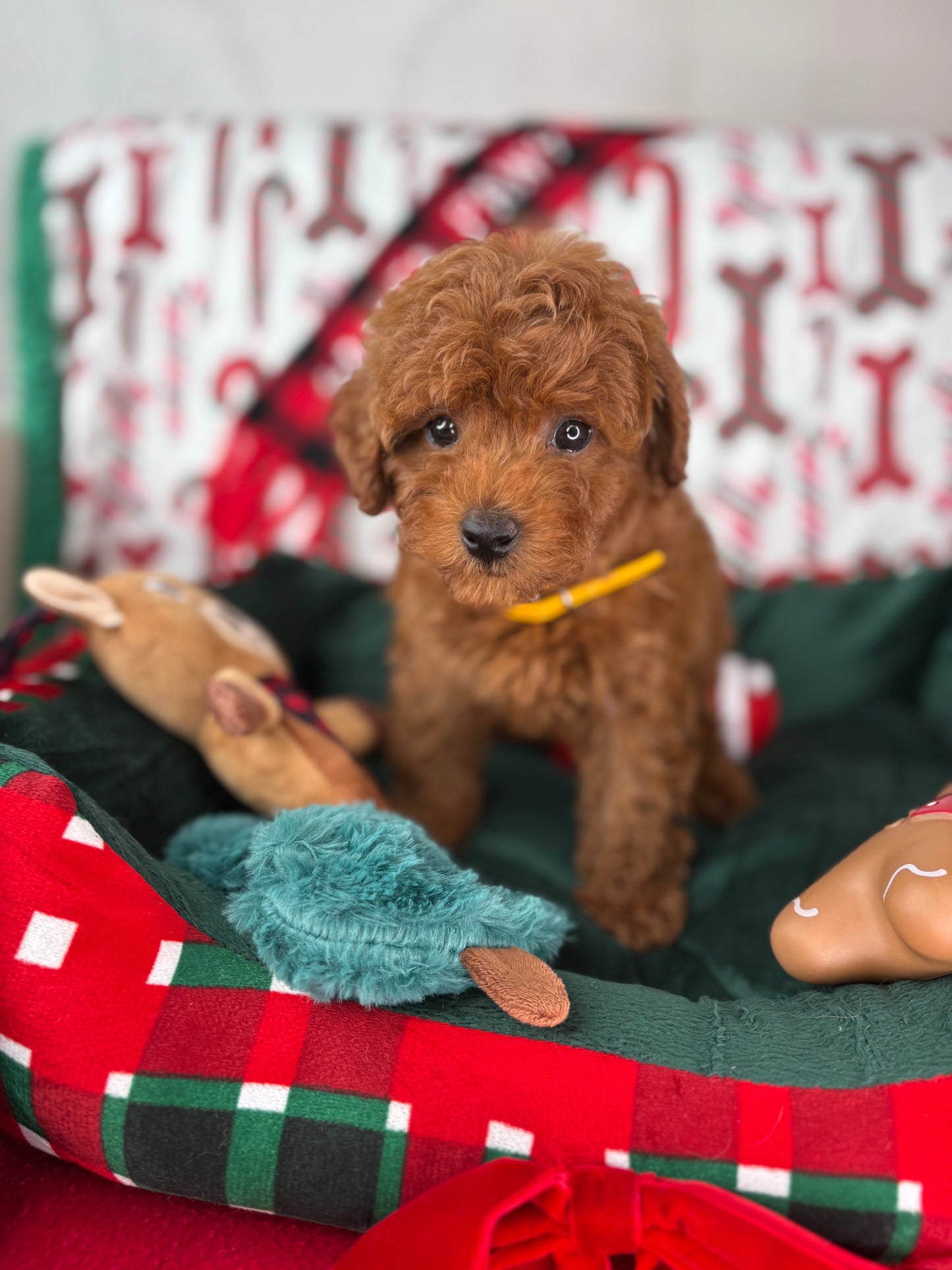 Dark Red Female Teacup Poodle (Deposit Only Please Read The DESCRIPTION Below‼️