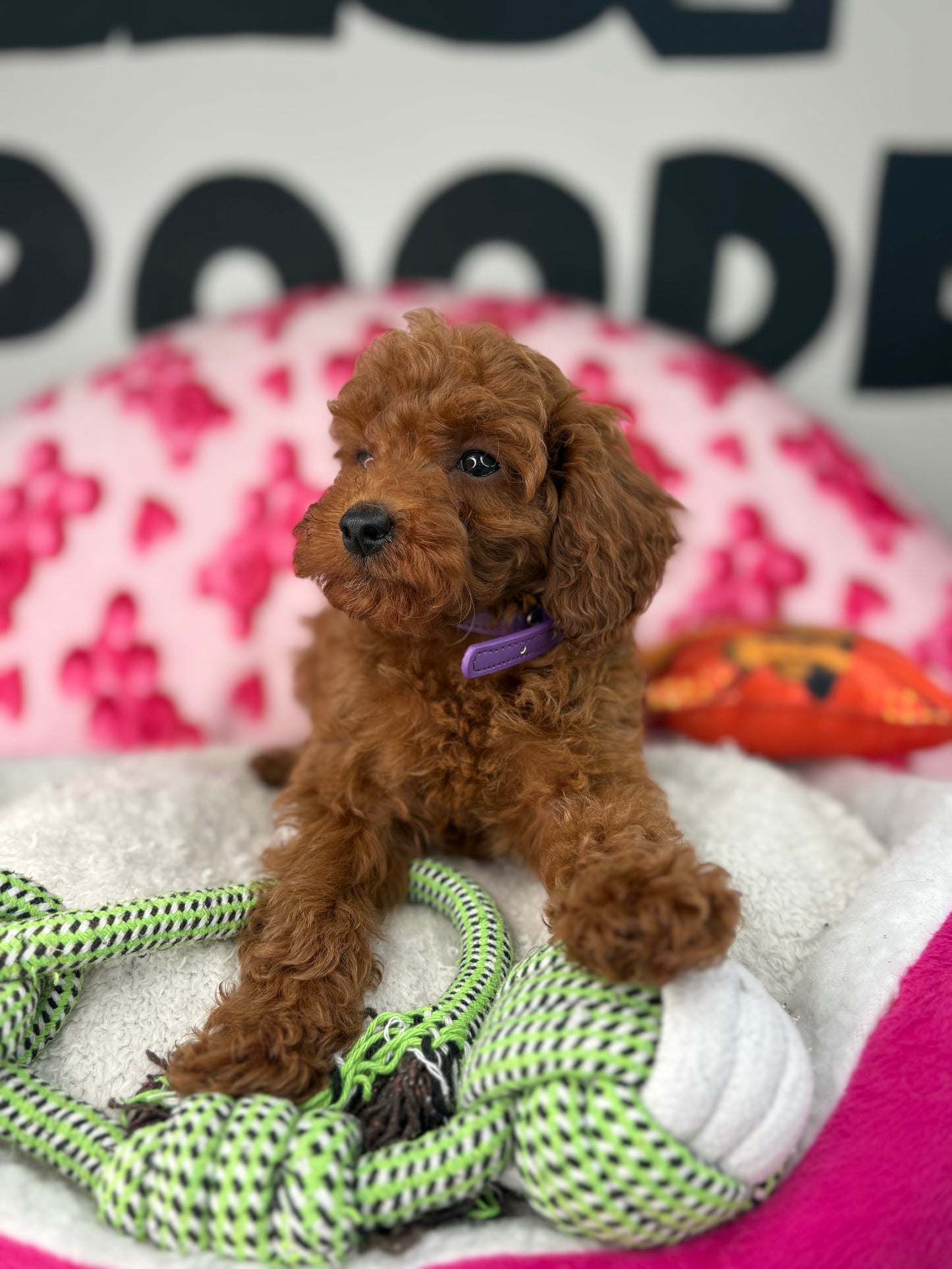 Tiny Dark Red Male Toy Poodle ( Deposit Only, Please Read The DESCRIPTION Below‼️)