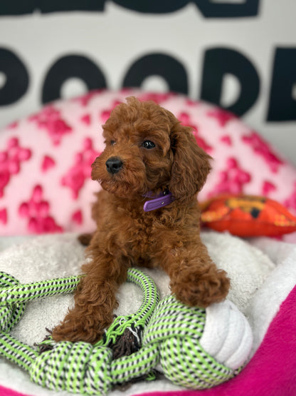 Tiny Dark Red Male Toy Poodle ( Deposit Only, Please Read The DESCRIPTION Below‼️)
