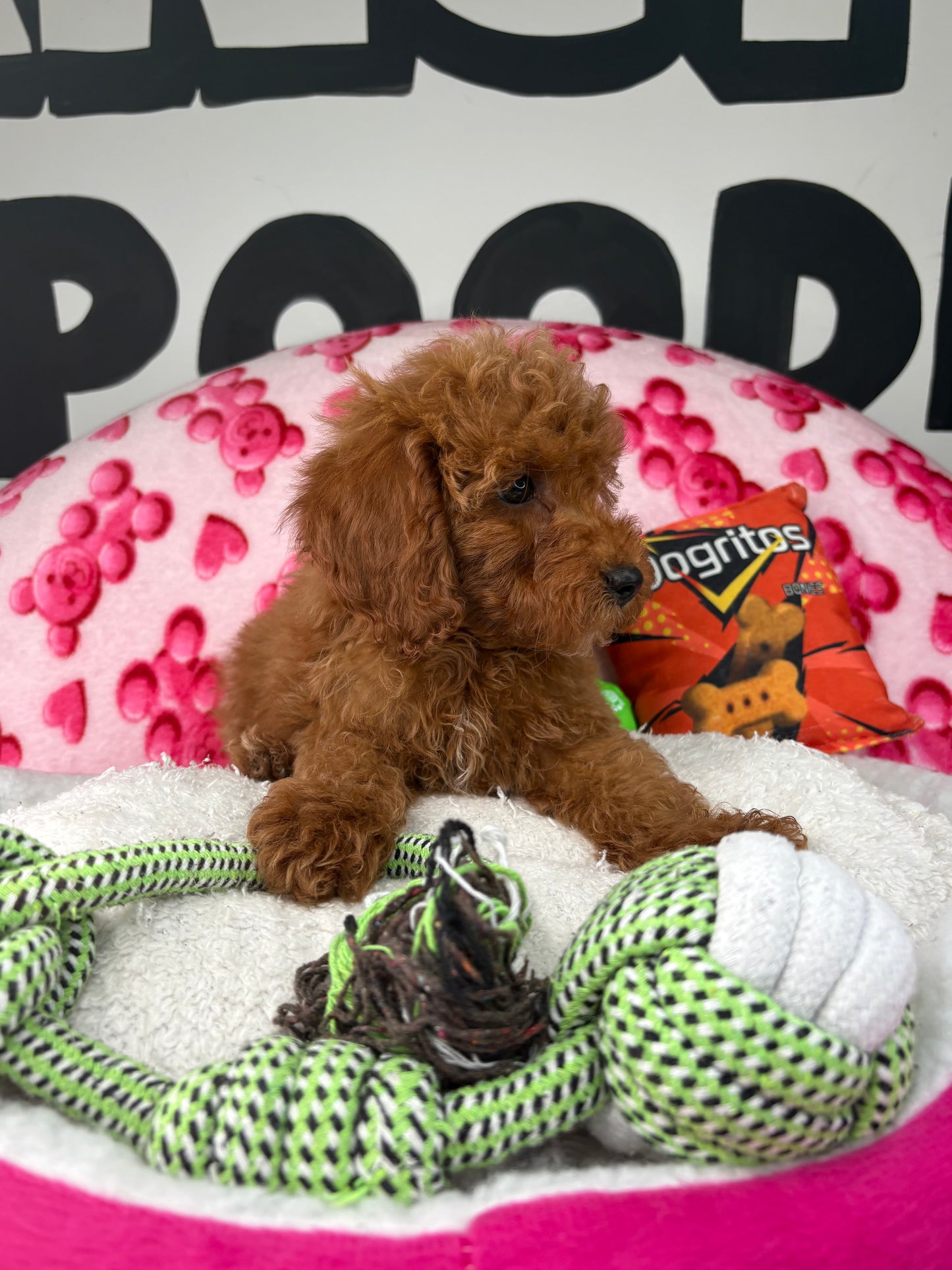 Red Male Toy Poodle (Deposit Only‼️Please Read The Description Below‼️)