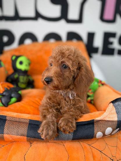 Apricot Male Miniature Poodle ( Deposit Only, Please Read The DESCRIPTION Below‼️)