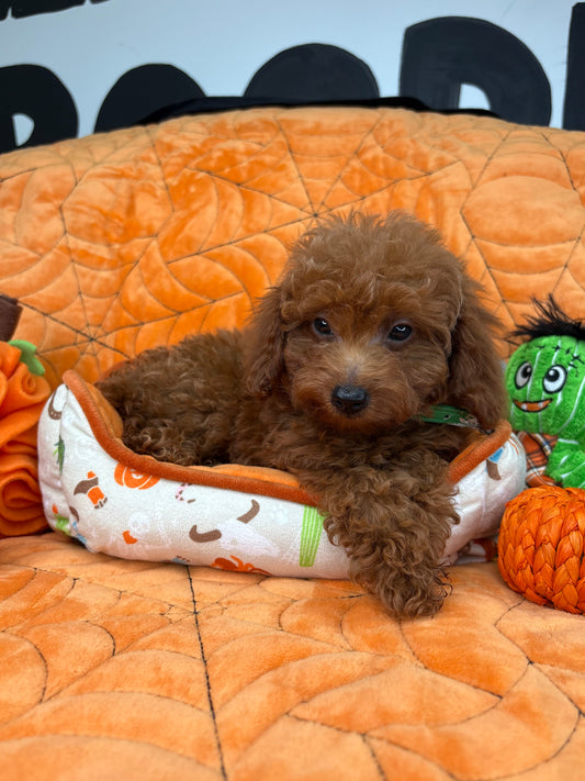 Red Male Teacup Poodle (Deposit Only‼️ Please Read The Description Below‼️)