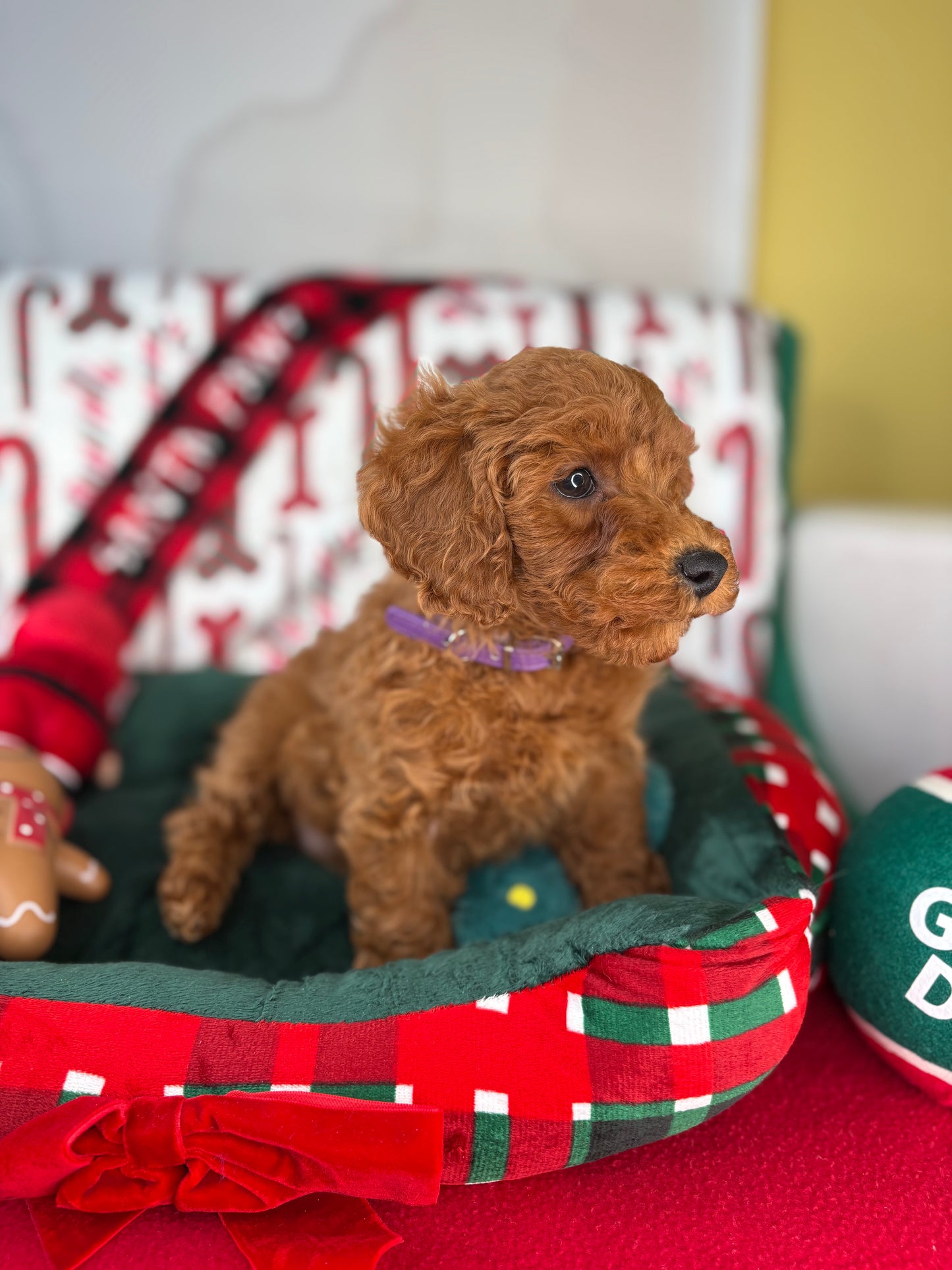 Red Female Toy Poodle 🐩 (Deposit Only‼️Please Read The Description Below‼️)