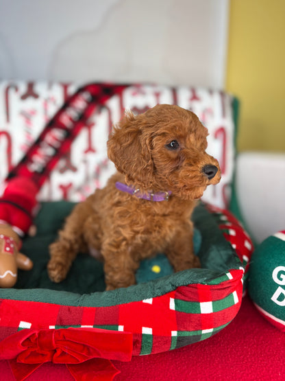 Red Female Toy Poodle 🐩 (Deposit Only‼️Please Read The Description Below‼️)