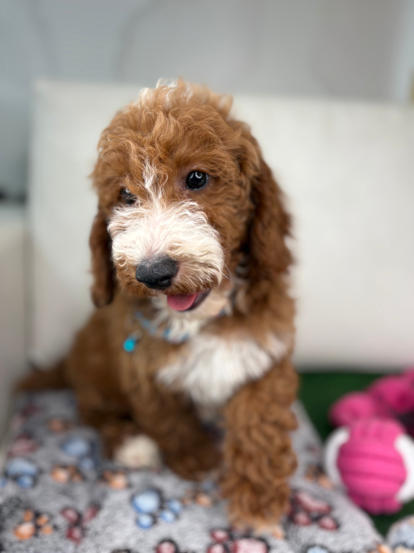 Red And White Male Miniture Poodle 🐩 (Deposit Only, Please Read The Description Below‼️)