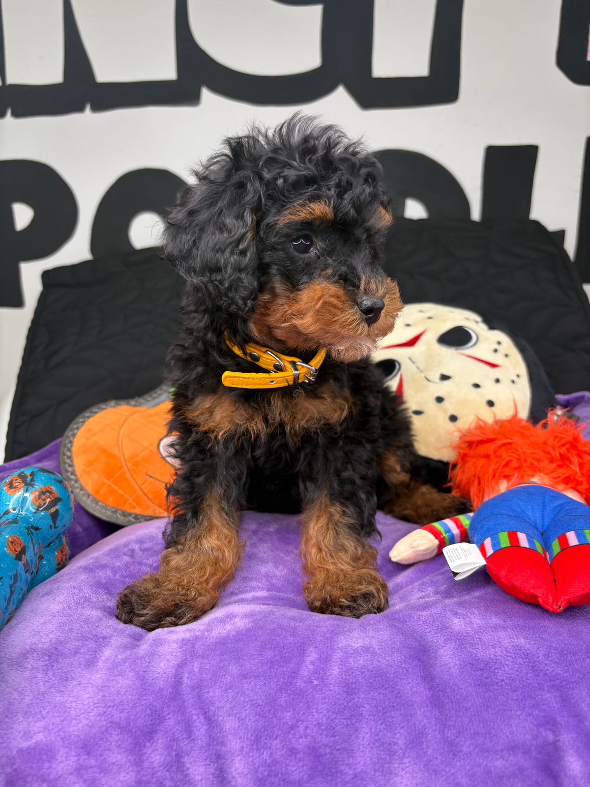Red Phantom Male Toy Poodle (Deposit Only‼️Please Read The Description Below‼️)