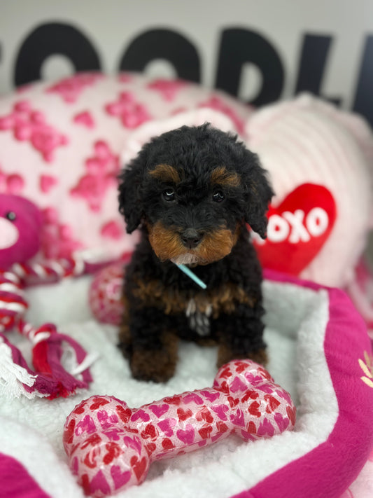 Red Phantom Male Teacup Poodle 🐩 ‼️(Deposit Only, Please Read The Description Below‼️)