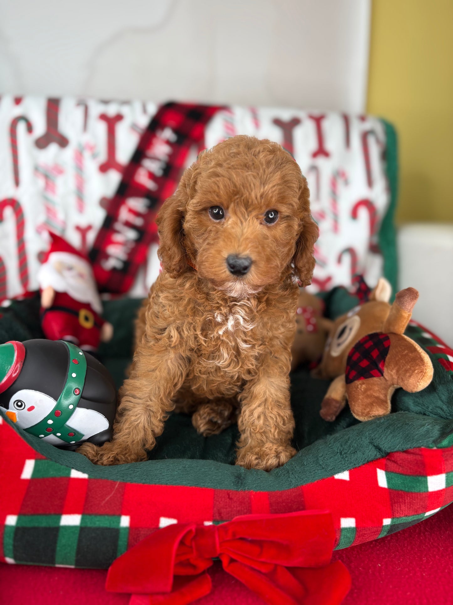 Red Male Toy Poodle (Deposit Only ‼️ Please Read DESCRIPTION Below‼️)