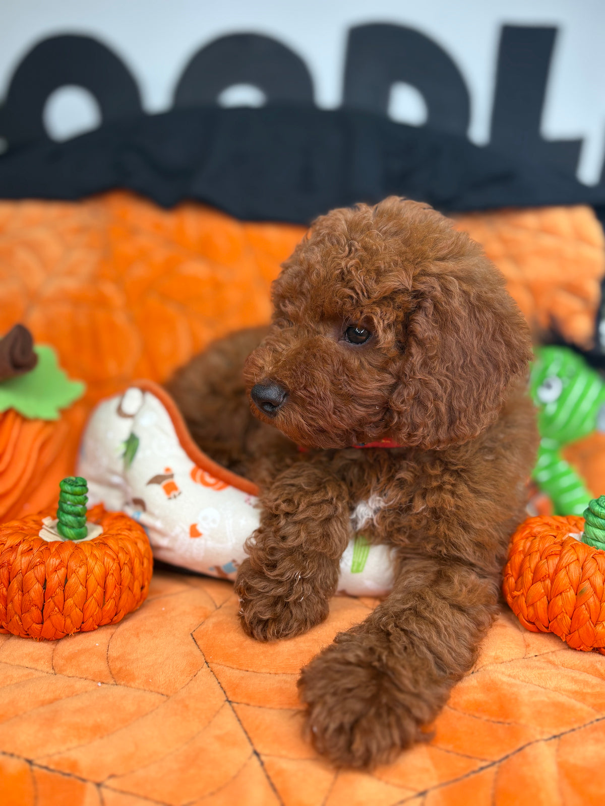 Dark Red Male Miniture Poodle (Deposit Only, Please Read The Description Below‼️)