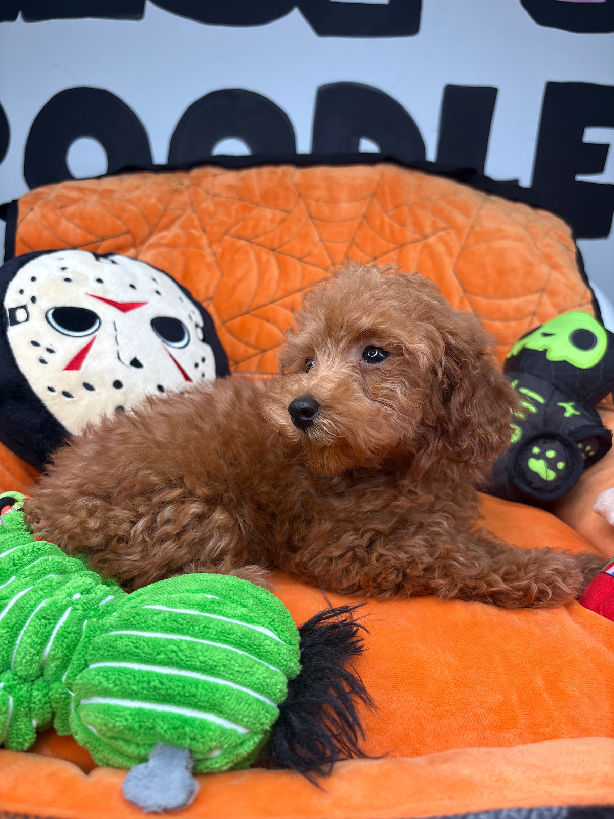 Red Male Toy Poodle (Deposit Only‼️Please Read The Description Below‼️)