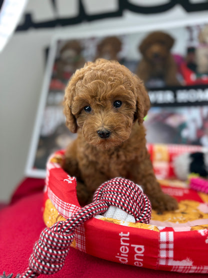 Dark Red Female Toy Poodle (Deposit Only‼️Please Read The Description Below‼️)