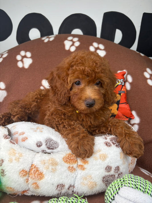 Red Male Miniture Poodle (Deposit Only, Please Read The Description Below‼️)