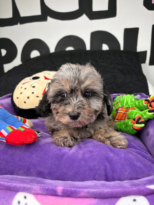 Merle Male Teacup Poodle 🐩(Deposit Only ‼️ Please Read The DESCRIPTION Below‼️)