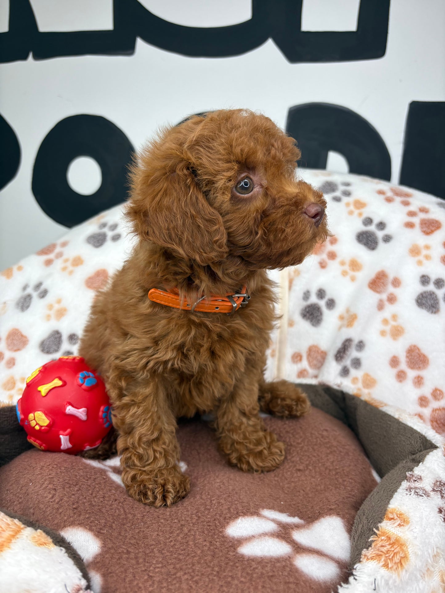 Red Male (Red Nose) Toy Poodle (Deposit Only ‼️ Please Read DESCRIPTION Below‼️)