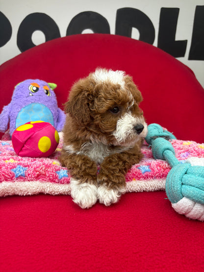 Dark Red And White Male Miniture Poodle (Deposit Only, Please Read The Description Below‼️)