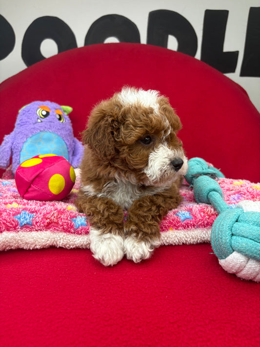 Dark Red And White Male Miniture Poodle (Deposit Only, Please Read The Description Below‼️)