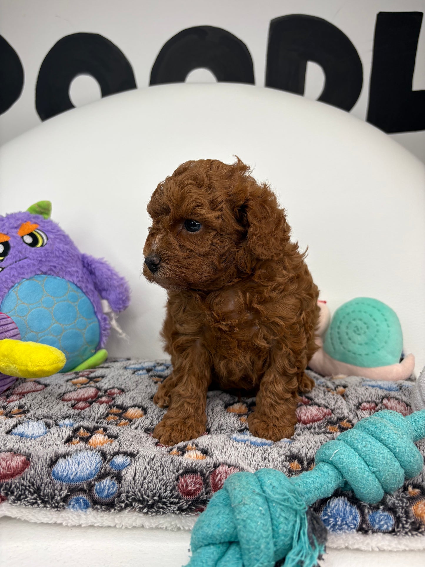 Gucci The Dark Red Male Miniture Poodle (Deposit Only, Please Read The Description Below‼️)