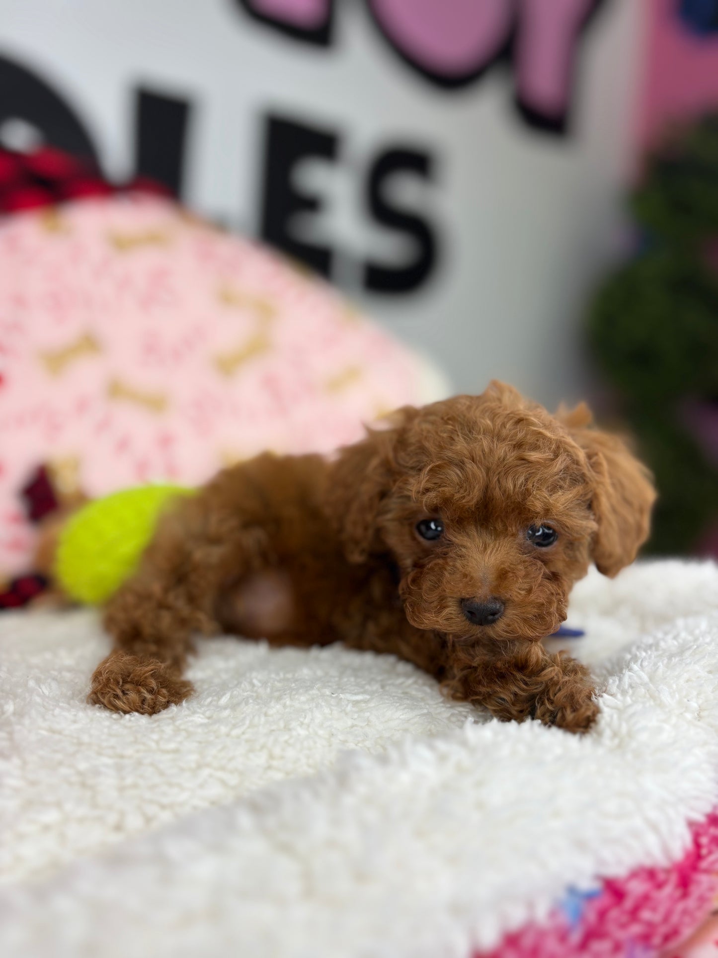 Dark Red Male Micro Poodle (Deposit Only ‼️ Please Read DESCRIPTION Below‼️)