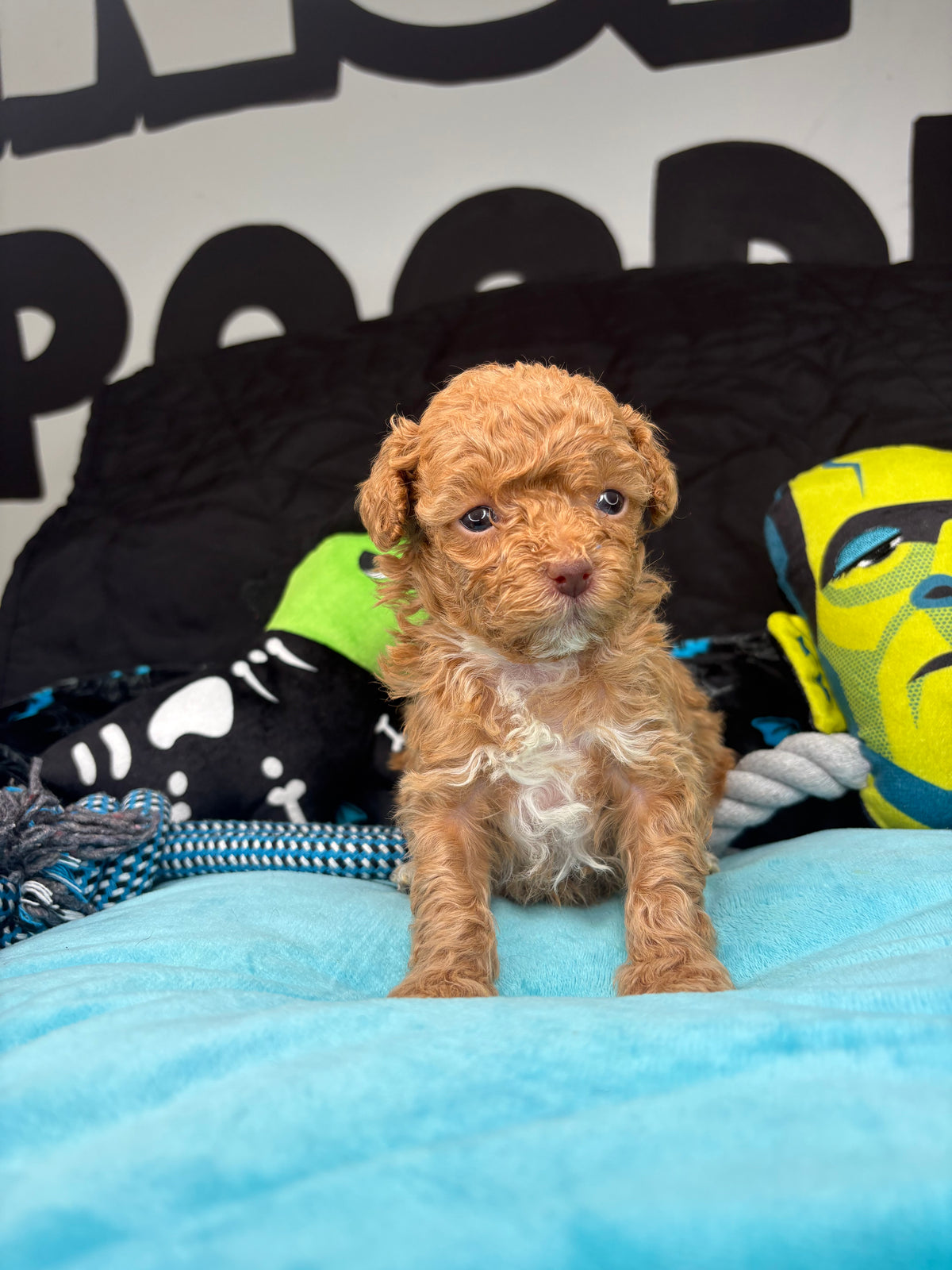 VERY TINY Phil The Apricot Male Teacup Poodle (Deposit Only‼️ Please Read The Description Below‼️)