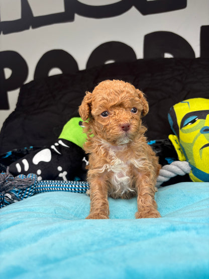 VERY TINY Phil The Apricot Male Teacup Poodle (Deposit Only‼️ Please Read The Description Below‼️)
