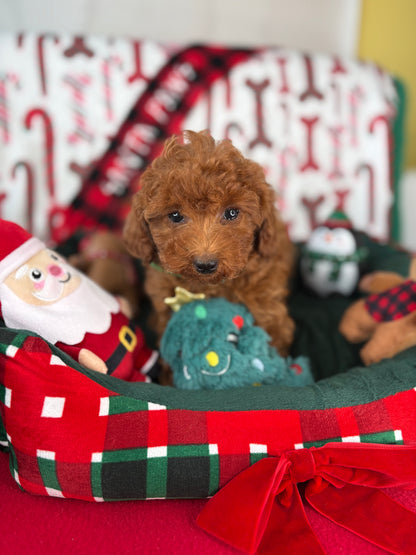 Dark Red Male Toy Poodle (Deposit Only, Please Read The Description Below‼️)