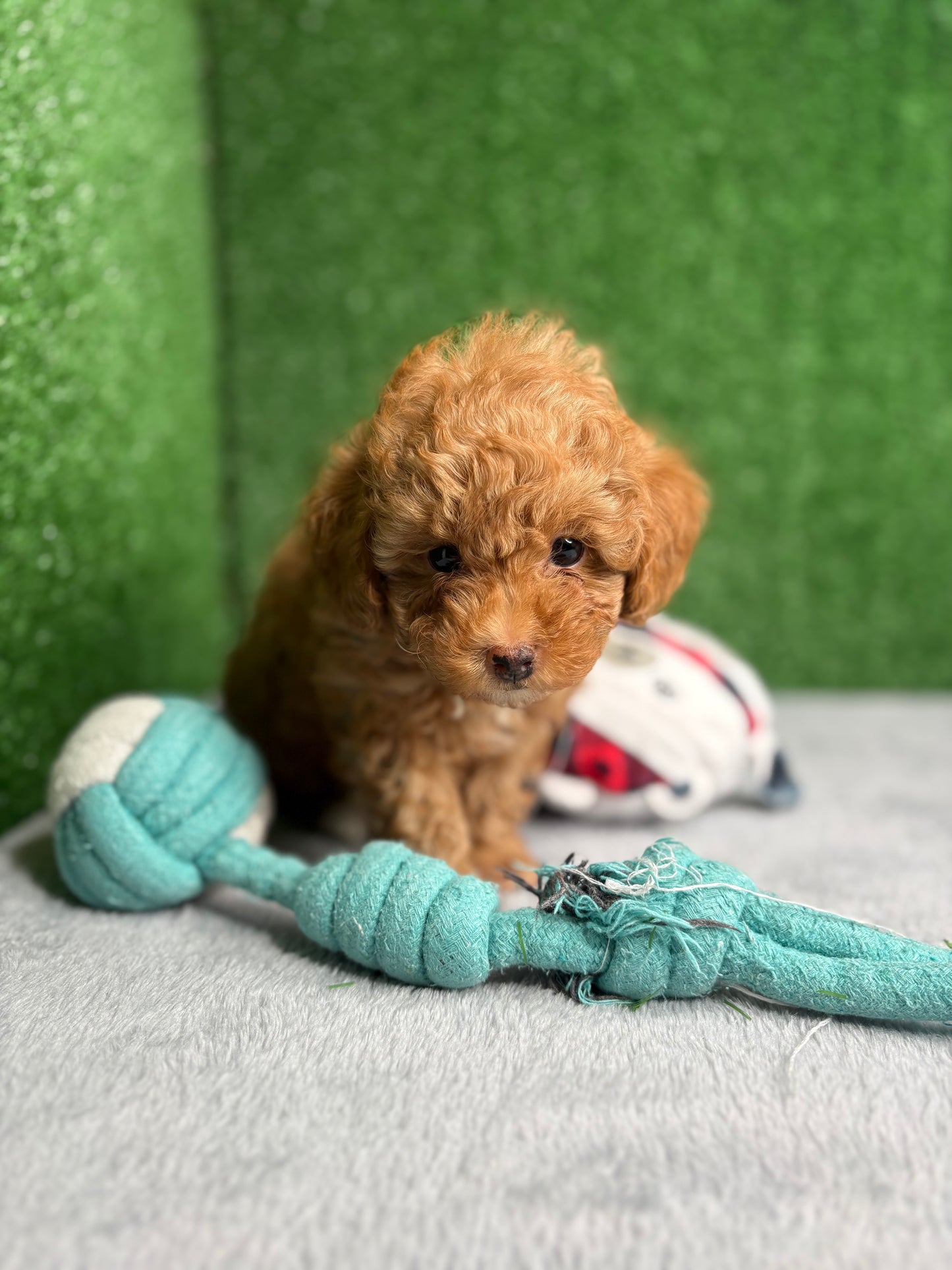 Legend Apricot Micro Poodle 🐩 (Deposit Only ‼️Please Read The Description Below‼️)