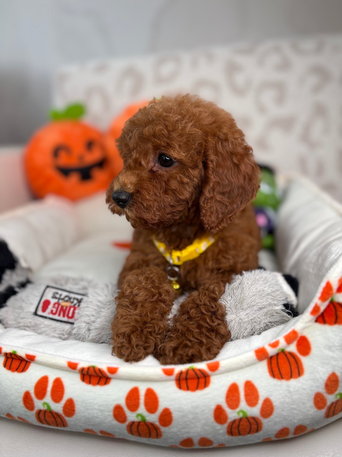Red Female Miniature Poodle ( Deposit Only, Please Read The DESCRIPTION Below‼️)