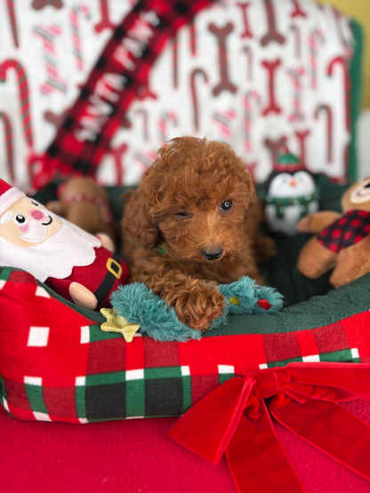 Dark Red Male Toy Poodle (Deposit Only, Please Read The Description Below‼️)