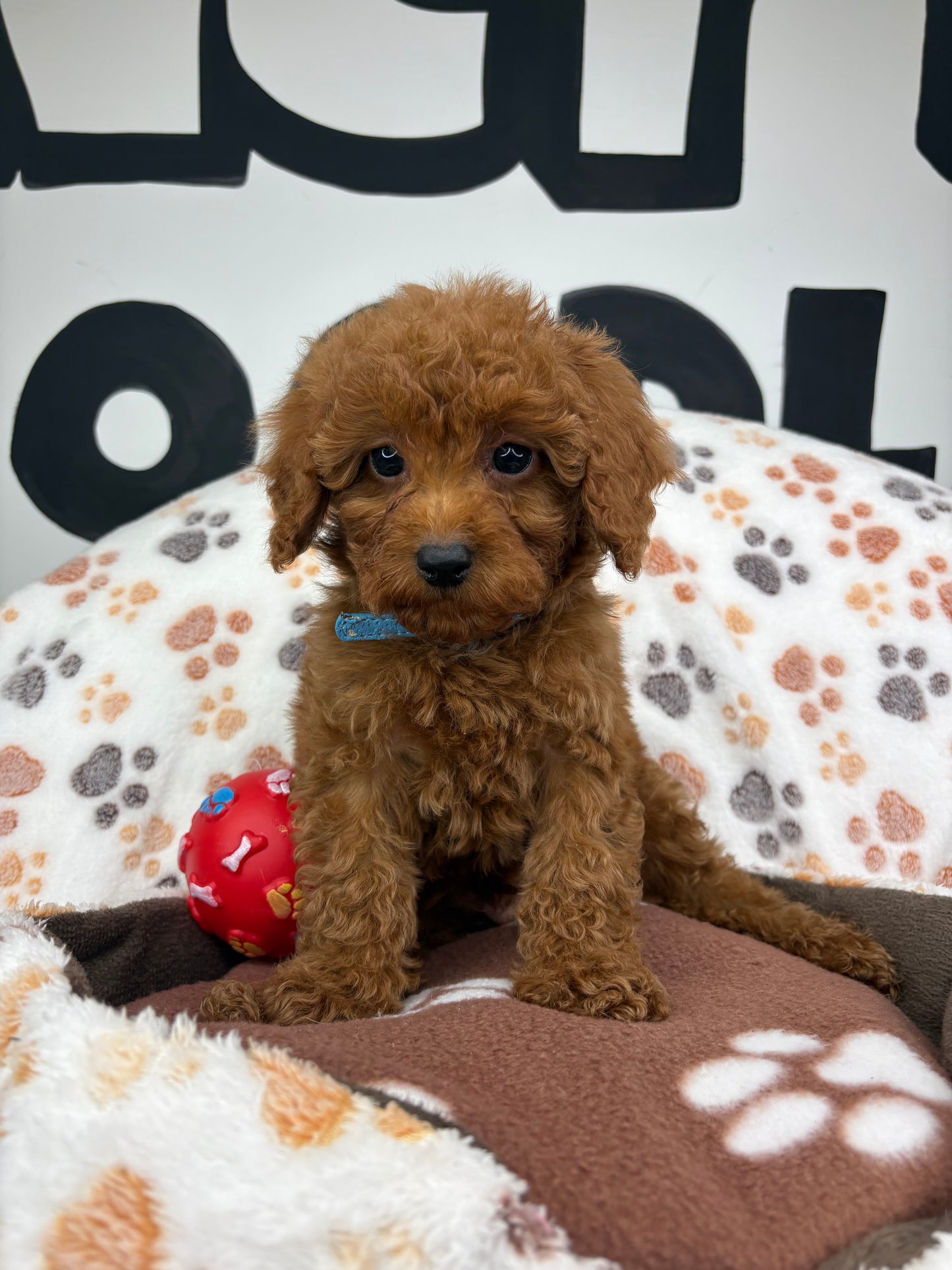 Red Male Toy Poodle (Deposit Only ‼️ Please Read DESCRIPTION Below‼️)