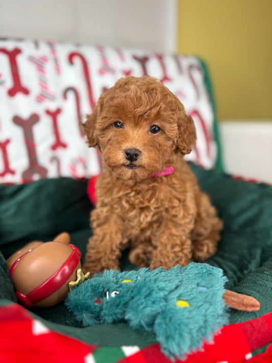 Apricot Female Teacup Poodle (Deposit Only‼️Please Read The Description Below‼️)