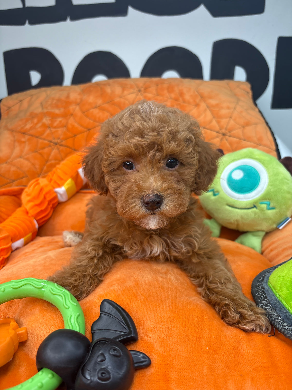 Apricot Female Toy Poodle (Deposit Only‼️ Please Read The DESCRIPTION Below‼️)