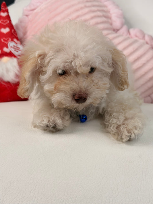 White Male Miniature Poodle (Deposit Only ‼️ Please Read The DESCRIPTION Below‼️)